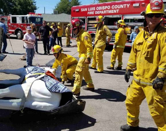 Plastic horse being removed from a horse trailer that rolled over. This is a CAL FIRE training session.